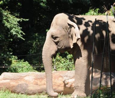 Asian elephant at Bronx Zoo