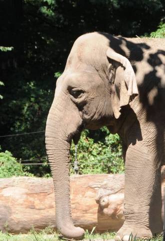 Asian elephant at Bronx Zoo