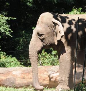 Asian elephant at Bronx Zoo