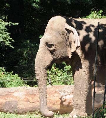 Asian elephant at Bronx Zoo