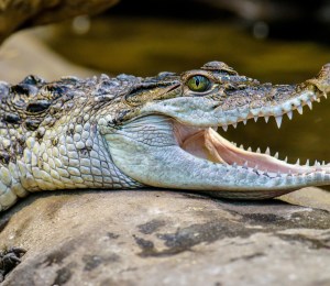 A freshwater crocodile opens its mouth