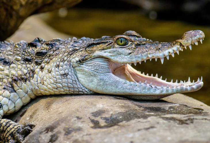 A freshwater crocodile opens its mouth