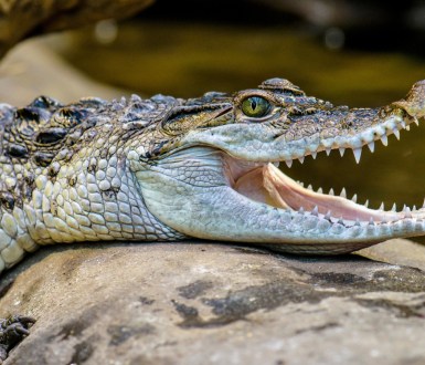 A freshwater crocodile opens its mouth