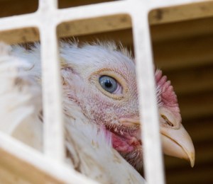 Chicken on a meat farm