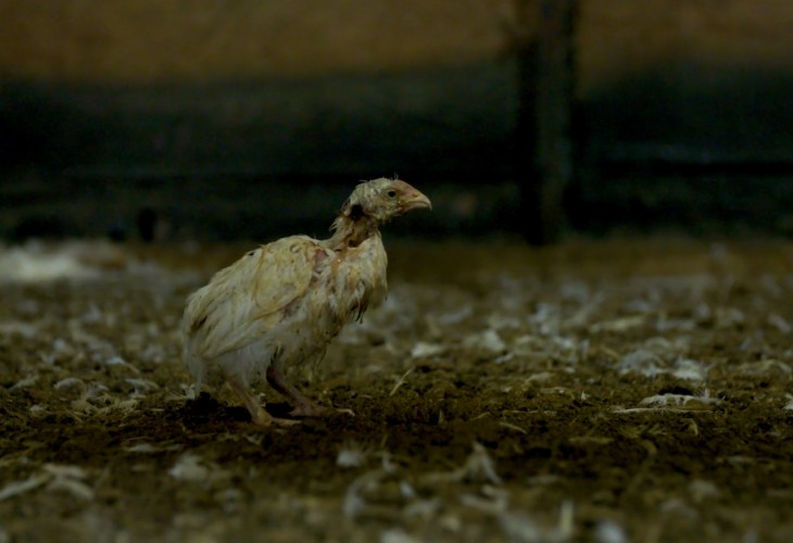 chicken suffering on factory farm