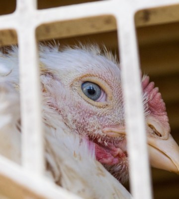 Chicken on a meat farm