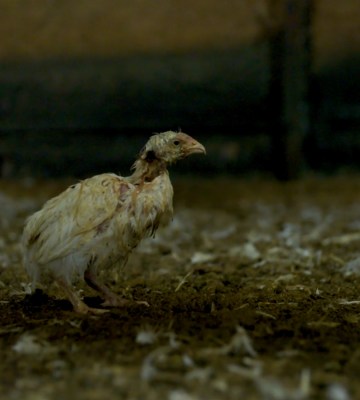 chicken suffering on factory farm