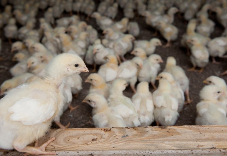 young chicks on a farm