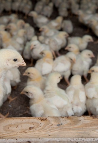 young chicks on a farm