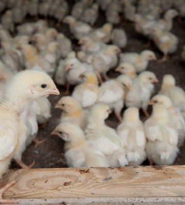 young chicks on a farm