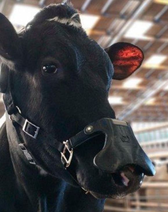 A cow wearing a methane face mask