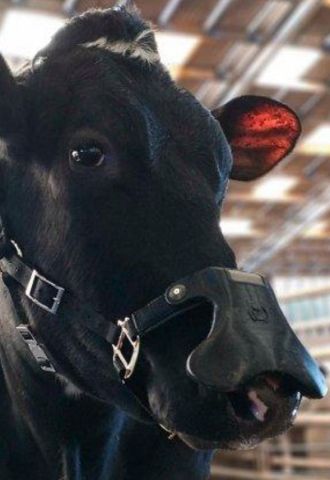 A cow wearing a methane face mask