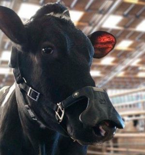 A cow wearing a methane face mask