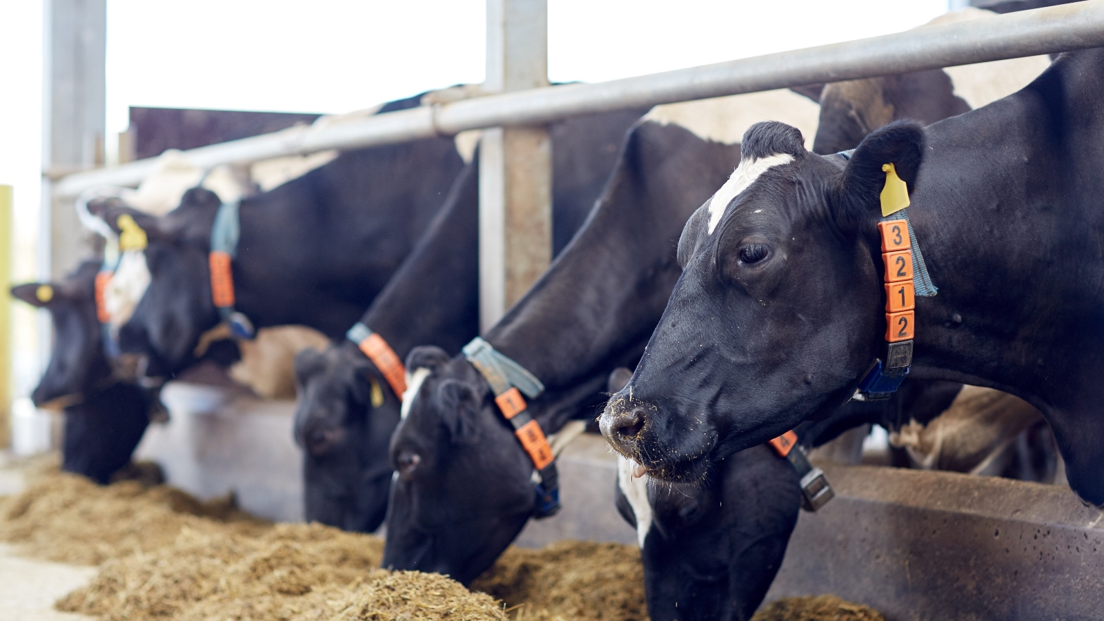 Cows in a line grazing on a farm