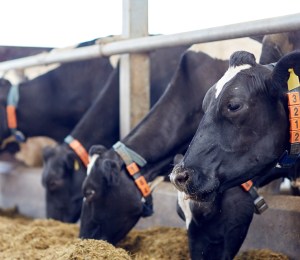 Cows in a line grazing on a farm