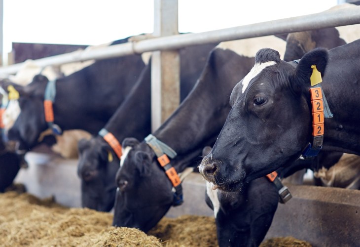 Cows in a line grazing on a farm