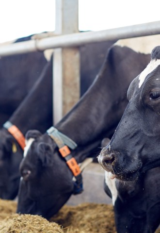 Cows in a line grazing on a farm