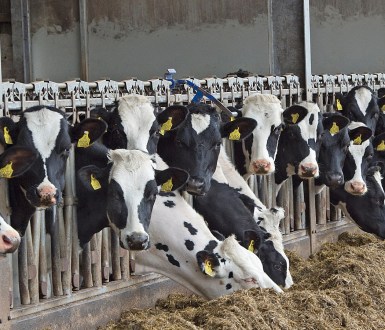 cows lined up on a dairy farm