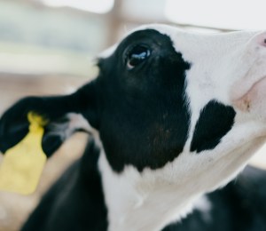 cow calf at a dairy farm