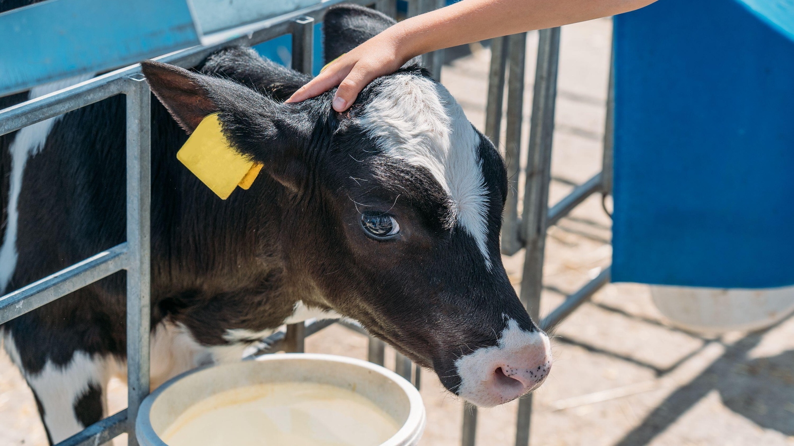 Dairy calf fenced on a farm