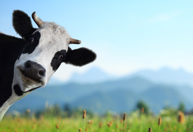 Dairy cow