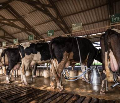 Dairy cows lined up being milked by machines