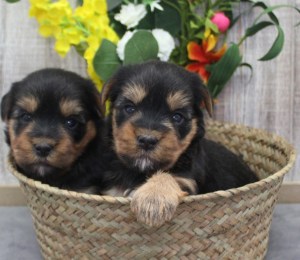 two identical puppies in a basket in front of some flowers