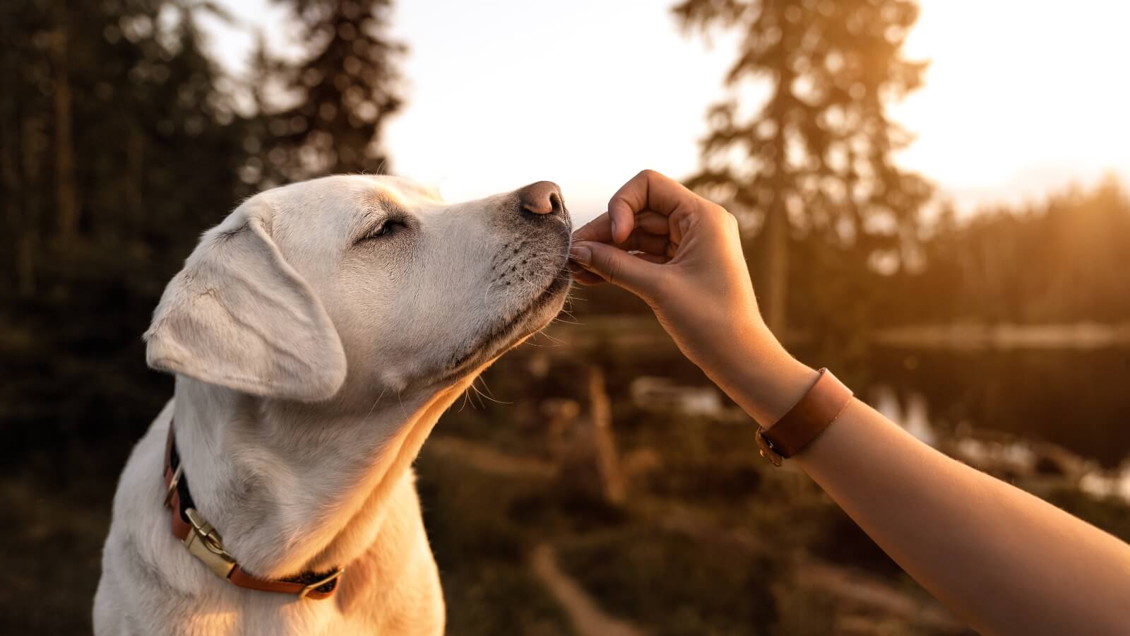 dog eating outside in the sun