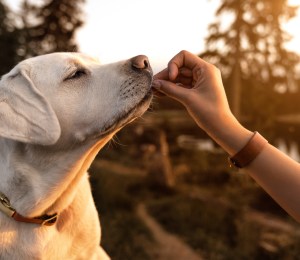 Healthy dog eating pet food