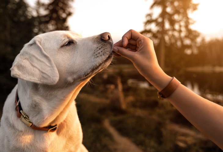 Healthy dog eating pet food