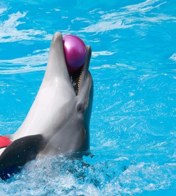 Leading Travel Company Expedia Bans Dolphin And Whale Shows