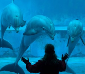 Person standing at an aquarium looking at three dolphins through the glass