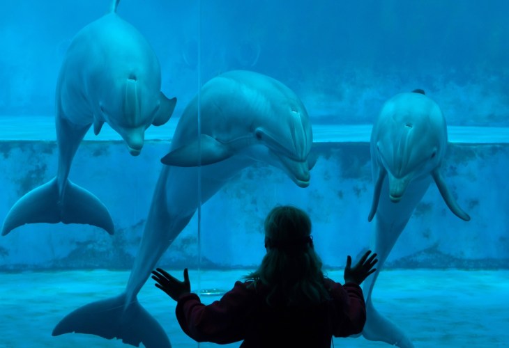 Person standing at an aquarium looking at three dolphins through the glass