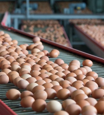 Eggs on a transportation line on a modern poulty factory