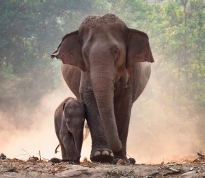 an elephant and their child.