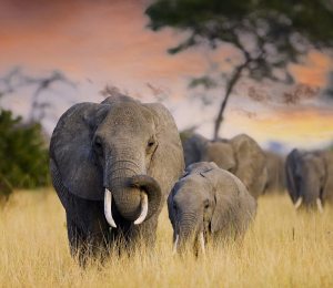 Elephants in the wild