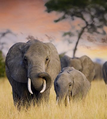 Elephants in the wild