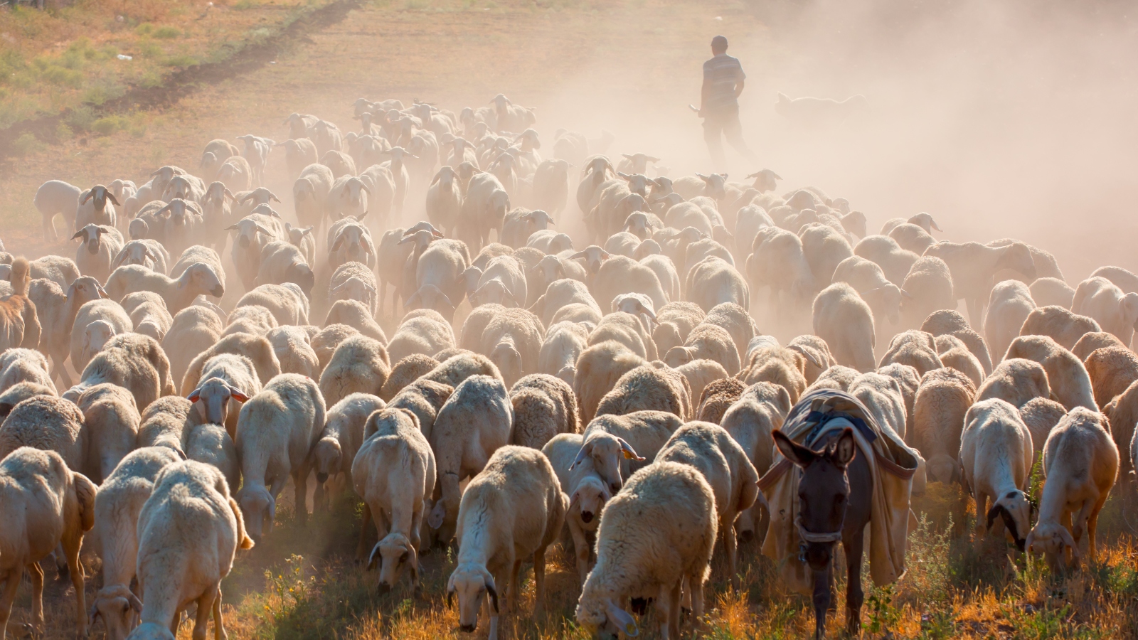 Grazing animals on land