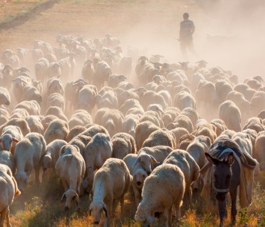 Grazing animals on land