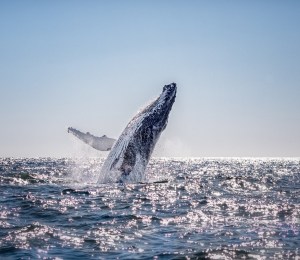 Humpback whale in Australia