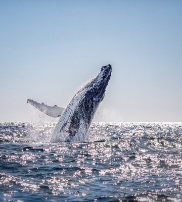 Humpback whale in Australia