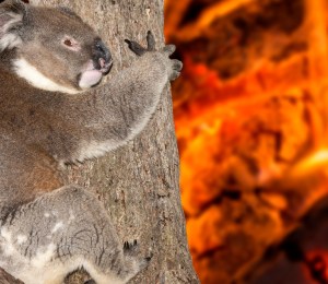 yelling crying koala in Australia bush fire