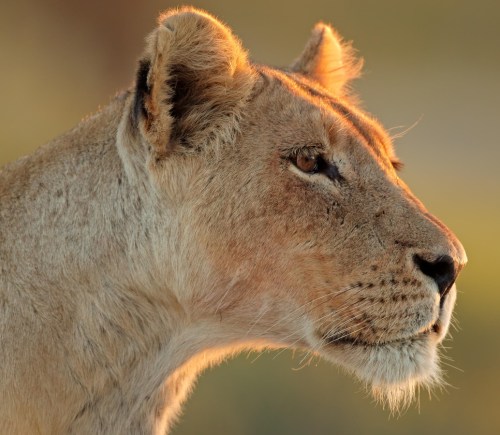 lioness looking ahead as the sun sets