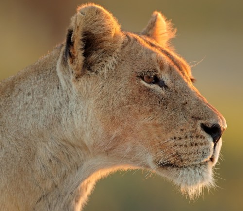 lioness looking ahead as the sun sets