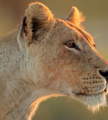 lioness looking ahead as the sun sets