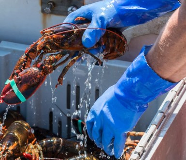 A person wearing blue gloves picking up an alive lobster from a crate of lobsters