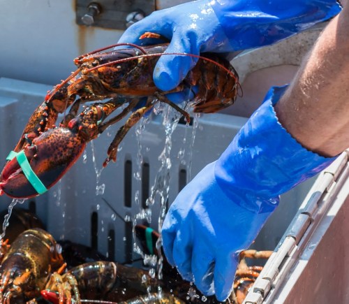 A person wearing blue gloves picking up an alive lobster from a crate of lobsters