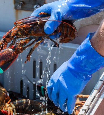 A person wearing blue gloves picking up an alive lobster from a crate of lobsters