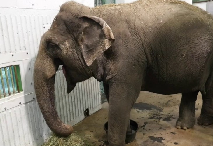 lucy the elephant in a zoo behind bars