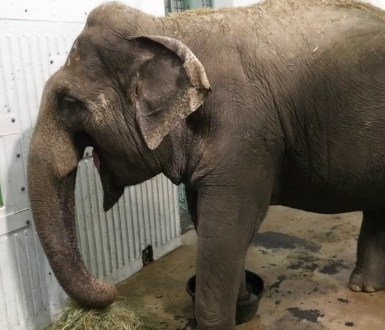 lucy the elephant in a zoo behind bars